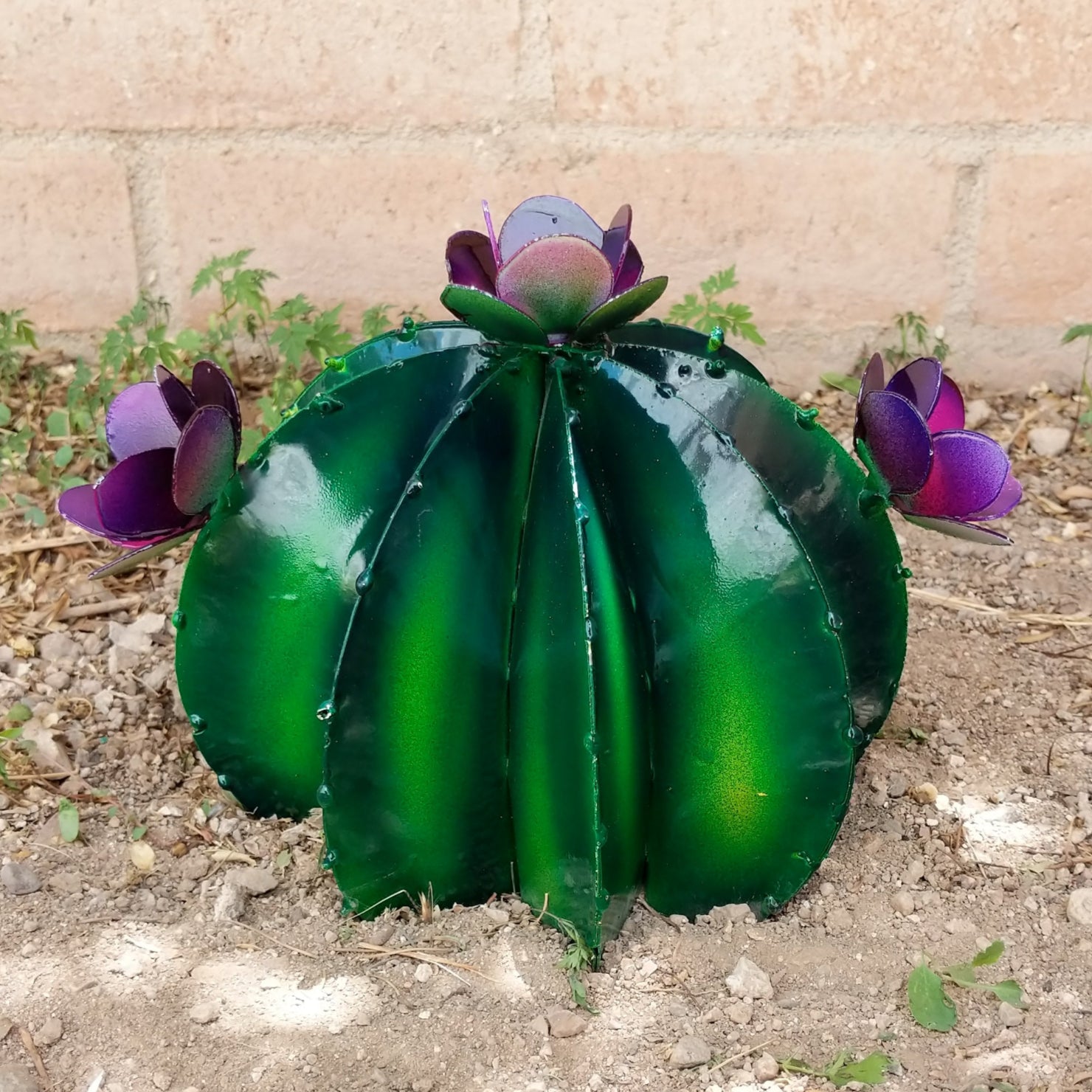 A medium green metal barrel cactus with deep purple flowers.