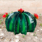 A large green metal barrel cactus with vibrant orange flowers on top.