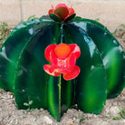 Close-up highlights the glossy green segments and vivid orange flower petals.