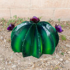 A large green metal barrel cactus with vibrant purple flowers on top.