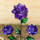 Close-up of the purple roses reveals intricate petal folds and green leaves.