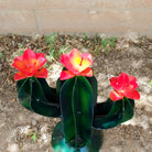 Detailed view of the orangey-red flowers atop the cactus.