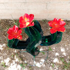 Detailed view of the orangey-red flowers atop the cactus.